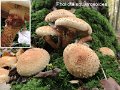 Pholiota squarrosoides-amf1451